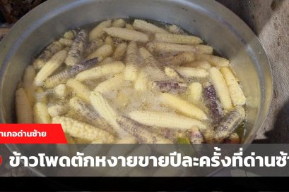 ข้าวโพดตักหงายขายปีละครั้งที่ อ.ด่านซ้าย (คลิป)