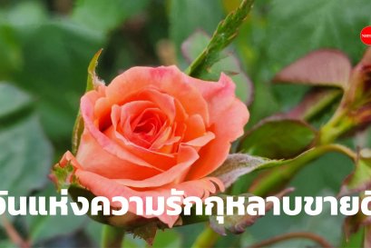 วันแห่งความรักกุหลาบภูเรือขายดีจนส่งไม่ทัน