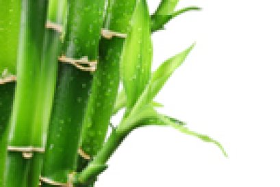 Bamboo : มหัศจรรย์จากธรรมชาติ