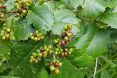 สารต้านอนุมูลอิสระของสมุนไพรส้มกุ้ง