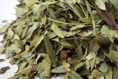 มะขามแขกสามารถลดน้ำหนักได้จริงหรือไม่