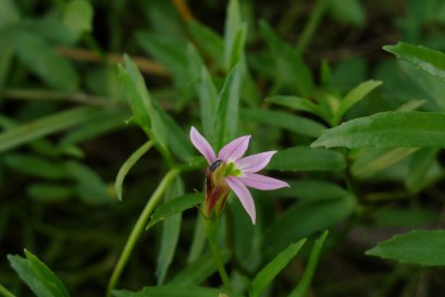 รู้หรือไม่ พระจันทร์ครึ่งซีกสามารถปกป้องตับได้