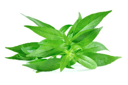 เรื่องที่ควรรู้ก่อนการรับประทานฟ้าทะลายโจร