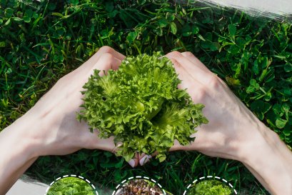 รู้หรือไม่ ผักสลัดแต่ละชนิดของทำฟาร์มดี มีประโยชน์อย่างไร ?