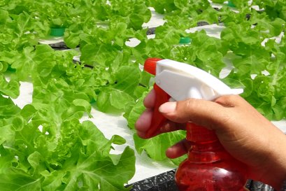 ทำไมผักสลัดปลอดสารพิษของทำฟาร์มดีถึงปลอดภัยไร้สารเคมีกำจัดศัตรูพืช