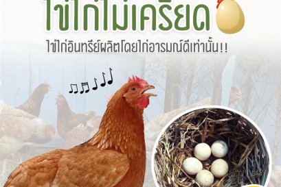ทำฟาร์มดี มีไข่ไก่ขายด้วยนะ ไข่ไก่ไม่เครียด