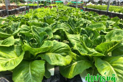 ปลูกผักออแกนิก ผักอินทรีย์ ผักไฮโดรโปนิกส์ แตกต่างกันอย่างไร