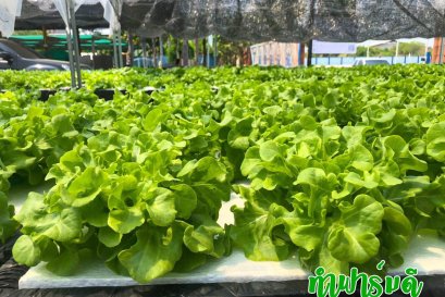 ทำไมผักสลัดทำฟาร์มดีถึงเก็บได้นาน