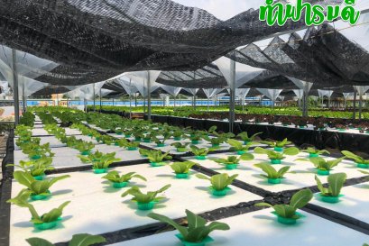 ขั้นตอนการปลูกผักสลัดปลอดสารพิษ