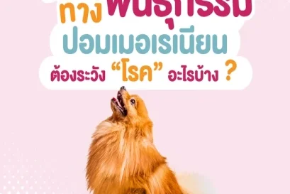 สุนัขพันธุ์ปอมเมเรียน สายพันธุ์ยอดฮิต ต้องระวังโรคทางพันธุกรรมอะไรบ้าง ?