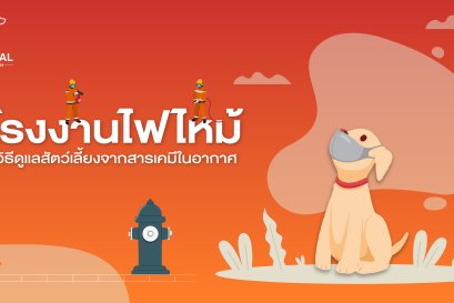 โรงงานไฟไหม้  รู้วิธีดูเเลสัตว์เลี้ยงจากสารเคมีในอากาศ