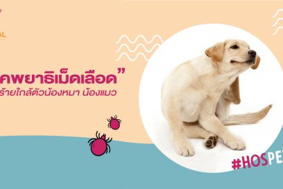 " โรคพยาธิเม็ดเลือด " ภัยร้ายใกล้ตัวน้องหมา น้องแมว