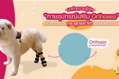 ทำความรู้จักกับ “กายอุปกรณ์เสริม Orthoses”