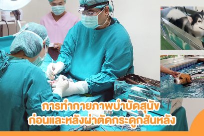 การทำกายภาพบำบัดสุนัข ก่อนและหลังการผ่าตัด