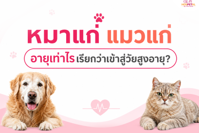หมาแก่ แมวแก่ อายุเท่าไรเรียกว่าเข้าสู่วัยสูงอายุ?