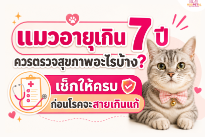 แมวอายุเกิน 7 ปี ควรตรวจสุขภาพอะไรบ้าง?  เช็กให้ครบก่อนโรคจะสายเกินแก้