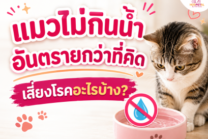 แมวไม่กินน้ำ อันตรายกว่าที่คิด เสี่ยงโรคอะไรบ้าง?