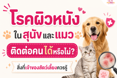 โรคผิวหนังในสุนัขและแมว ติดต่อคนได้หรือไม่? สิ่งที่เจ้าของสัตว์เลี้ยงควรรู้