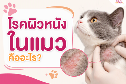 โรคผิวหนังในแมว คืออะไร