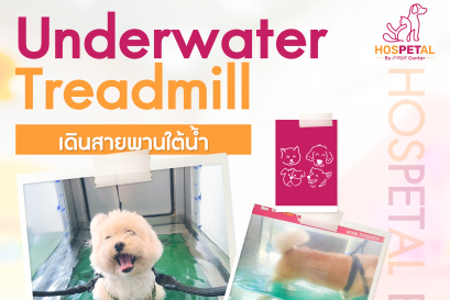 ปกเดินสายพานใต้น้ำ