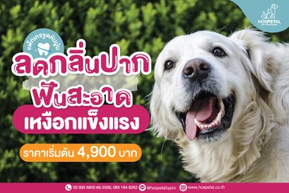 ขูดหินปูน