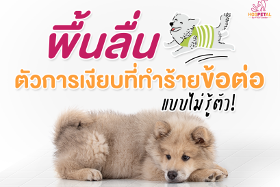 พื้นลื่นอันตรายต่อหมาแมว