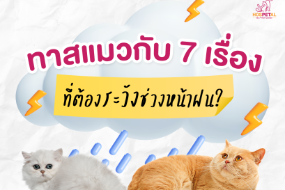 ทาสแมวกับ 7 เรื่องที่ต้องระวังช่วงหน้าฝน