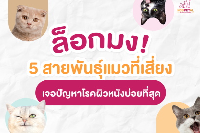 5 สายพันธุ์แมวที่มีปัญหาผิวหนัง