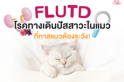 โรคทางเดินปัสสวะในแมว