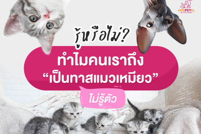 ทำไมคนเราถึงเป็นทาสแมว