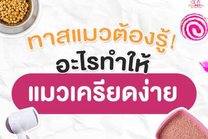 แมวเครียดไม่ยอมกินข้าว