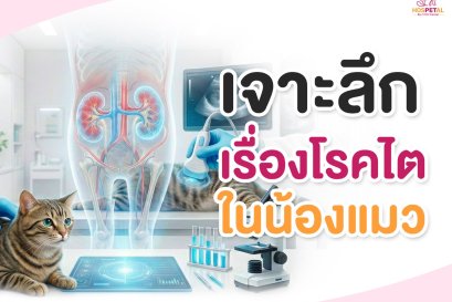 โรคไตในแมว รงแรมสุนัขกรุงเทพมหานคร, โรงแรมสัตว์เลี้ยงพระราม9, โรงพยาบาลสัตว์hospetalbyprscenter, 