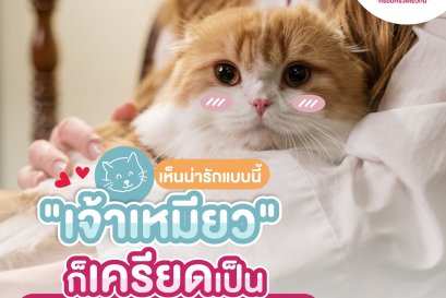 แมวเครียด