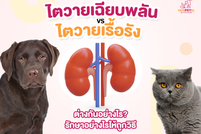 Acute-and-chronic-kidney-disease-pets