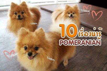 10 เรื่องน่ารู้ของปอมเมอเรเนียน