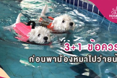 สระว่ายน้ำสุนัข: 3+1 สิ่งที่ควรรู้ก่อนพาน้องหมาไปว่ายน้ำ