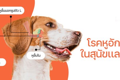 "เกาหู หูเหม็น ขี้หูดำ หูบวม" ปัญหาหูๆ ของสุนัขและแมว 