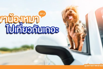 4+3 ข้อควรทำ เมื่อพาน้องหมานั่งรถเดินทางไกล
