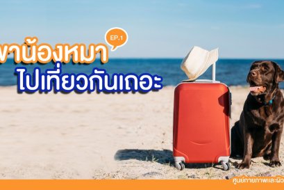 5 สิ่งที่ต้องเตรียม ก่อนพาน้องหมาเดินทางไกลช่วงวันหยุดยาว