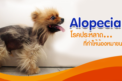โรคขนร่วงประหลาดในน้องหมาปอม (Black skin/Alopecia X)