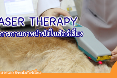 การทำกายภาพบําบัดในสัตว์เลี้ยงด้วยเลเซอร์ (laser)