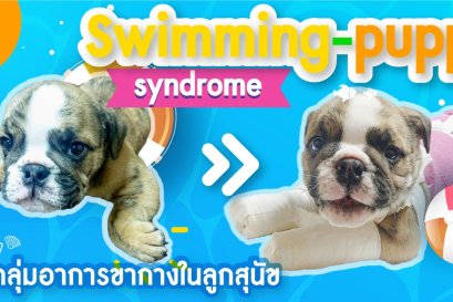 Swimming-puppy syndrome (กลุ่มอาการขากางในลูกสุนัข)