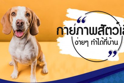 กายภาพบำบัดสัตว์เลี้ยงง่ายๆ ทำได้ที่บ้าน