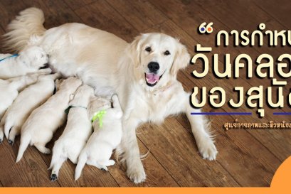 การกำหนดวันคลอดในสุนัข