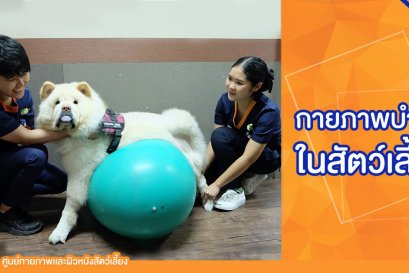 กายภาพบำบัดในสัตว์เลี้ยง สุนัขและแมว (Pet Rehabilitation)