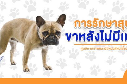 การรักษาสุนัขขาหลังไม่มีแรง