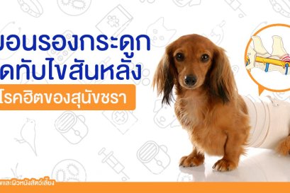 การรักษาอาการหมอนรองกระดูกทับเส้นประสาทในสุนัขชรา