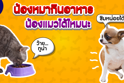 ทำไมถึงห้ามน้องหมากินอาหารแมวเหมียว???