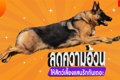 ตอนที่ 4 ลดความอ้วนให้สัตว์เลี้ยงแสนรักกันเถอะ