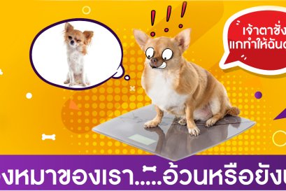 น้องหมาของเรา.....อ้วนหรือยังนะ?